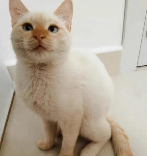 宠物猫耳朵为什么容易脏（小猫的耳垢问题及解决方法）