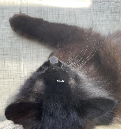 宠物猫耳朵为什么容易脏（小猫的耳垢问题及解决方法）