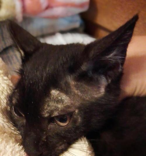 小猫耳朵掉毛原因及解决方法（让你的宠物免于耳部掉毛之苦）