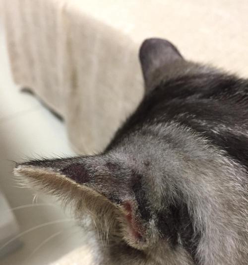 小猫耳朵掉毛原因及解决方法（让你的宠物免于耳部掉毛之苦）