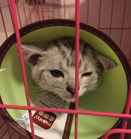 小猫耳朵为何容易脏（探究原因及清洁方法）