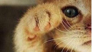小猫耳朵为何容易脏（探究原因及清洁方法）