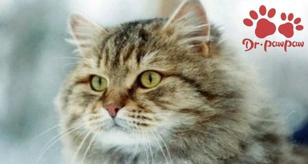 如何为小猫发烧打针（宠物养护知识）
