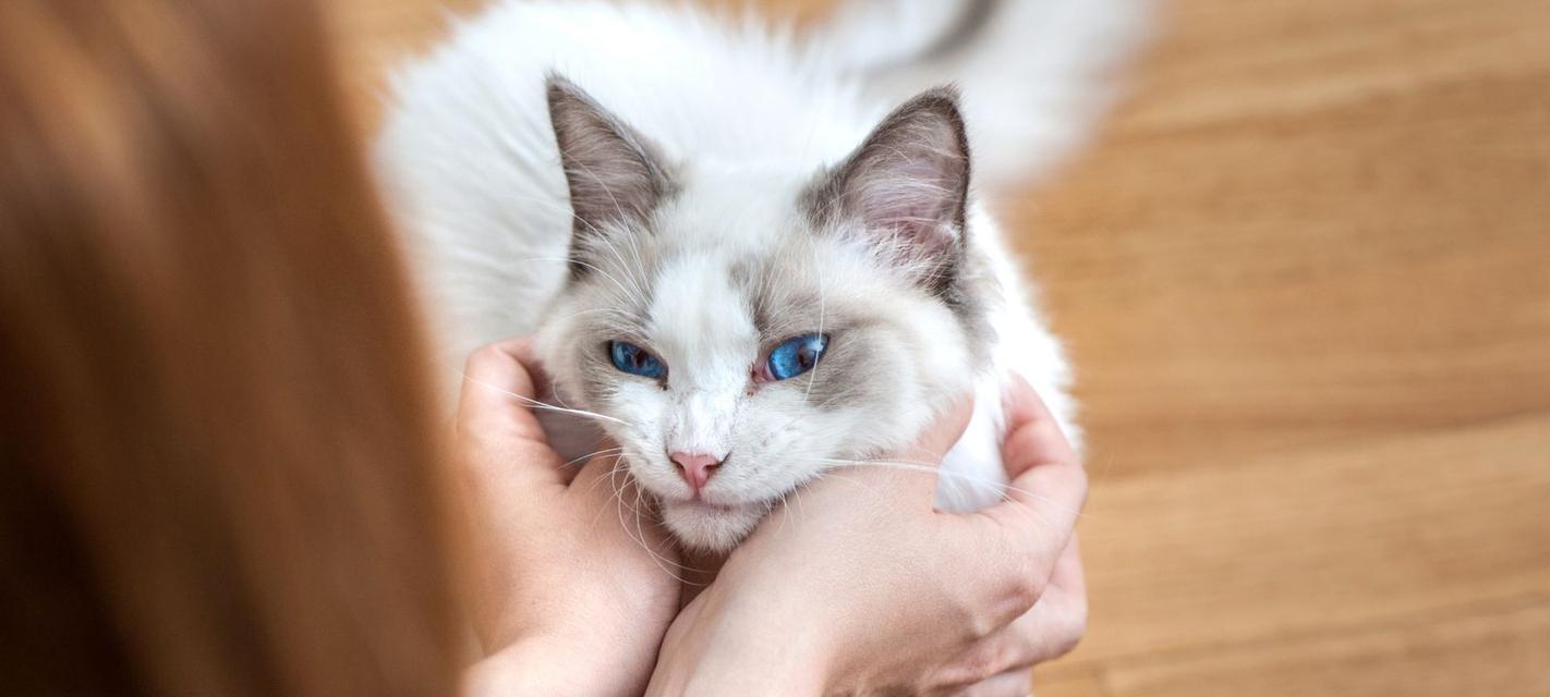 如何治疗小猫肺炎（宠物肺炎的治疗方法）