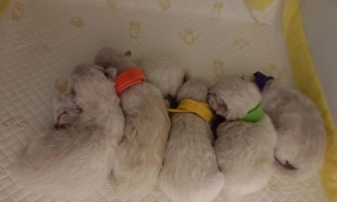 小猫肺炎的症状、治疗及预防措施（以宠物为主）
