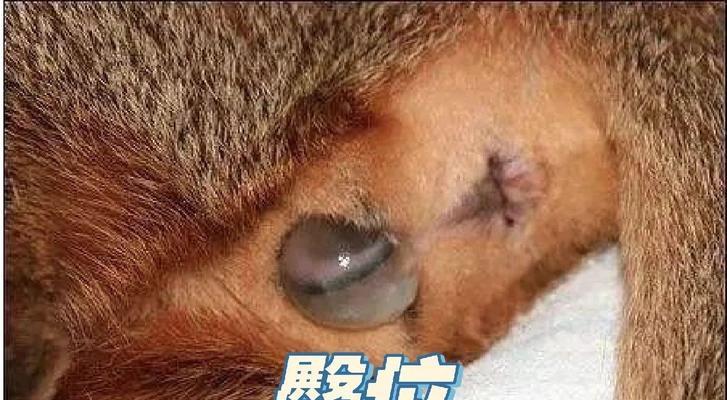 小猫肺炎的症状、治疗及预防措施（以宠物为主）