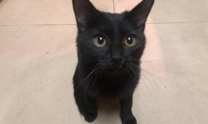小猫粉鼻头，黑色脏东西是怎么回事（揭开小猫鼻头脏东西的真相）
