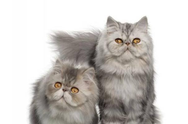 小猫的疯狂舔全身（如何处理小猫的过度舔症状）