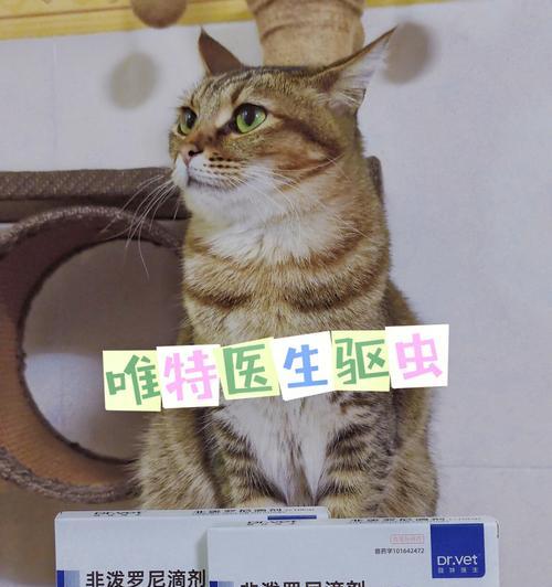 小猫福来恩的滴药指南（宠物健康必备）