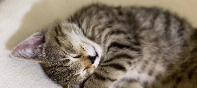 小猫腹水的征兆及预防措施（宠物疾病防治必备）