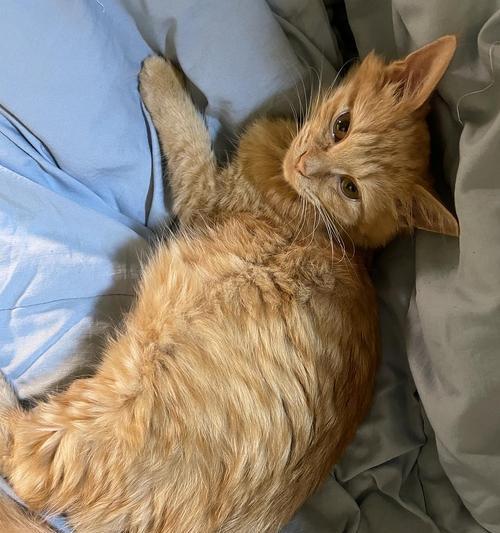 小猫腹水的征兆及预防措施（宠物疾病防治必备）