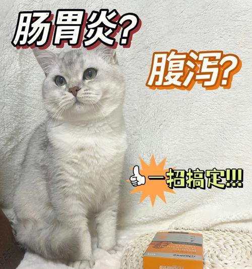 小猫腹泻喝什么药（宠物护理必读）