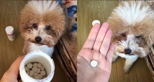小猫钙片吃多了，宠物的健康陷入危机！