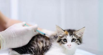 如何护理患有感冒和发烧的小猫（宠物主人必看）
