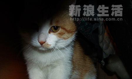 新宠物的第一天——小猫的惊恐与适应（宠物的第一天不容易）