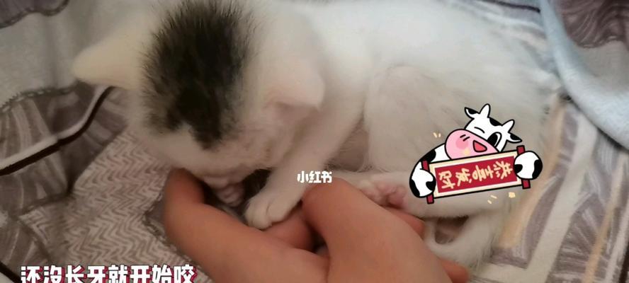 小猫为何一直叫不拉屎（探究宠物小猫的拉屎问题）