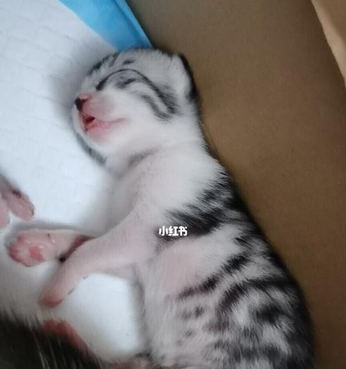 小猫为何一直叫不拉屎（探究宠物小猫的拉屎问题）