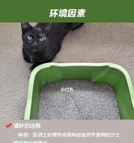 小猫不敢进猫砂盆的原因（宠物猫的生理和心理需求与训练方法）