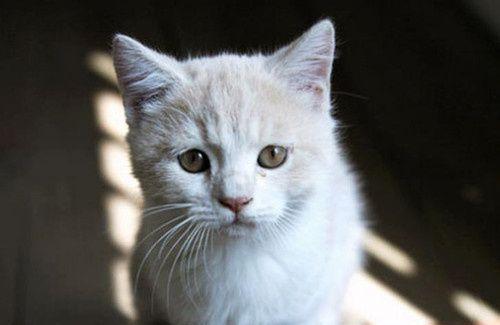 宠物猫感冒应对方法（如何识别猫咪感冒症状）