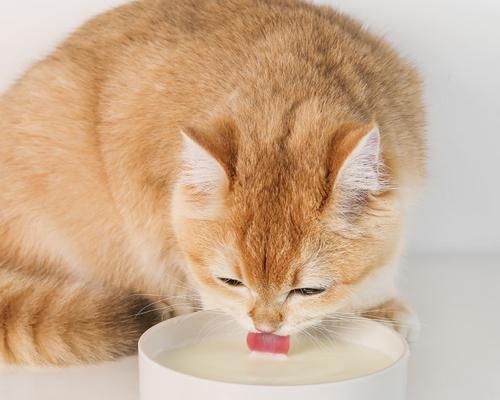 如何为宠物小猫冲泡奶粉（一步步教你正确喂养小猫）