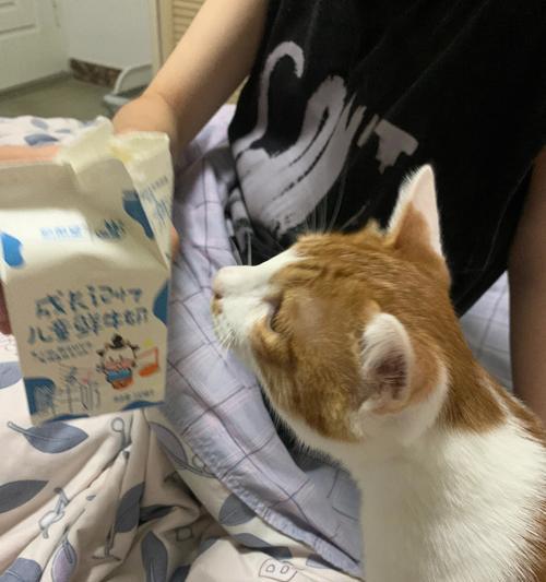 小猫喝牛奶的正确姿势（以宠物为主）