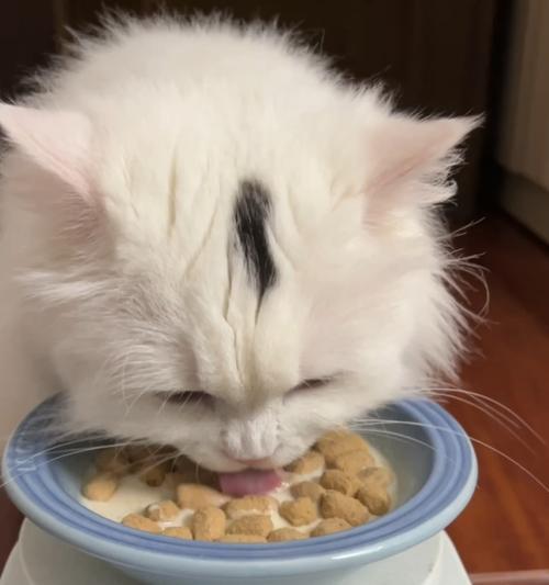 小猫喝牛奶的正确姿势（以宠物为主）