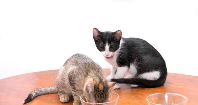 小猫喝牛奶的正确姿势（以宠物为主）