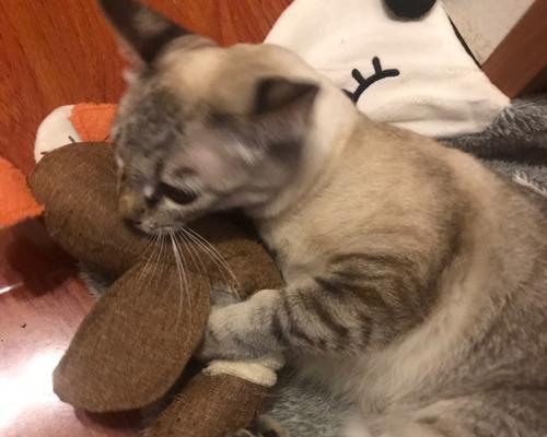 如何管教调皮的小猫（宠物养护）