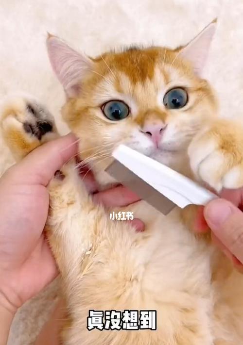 如何管教调皮的小猫（宠物养护）