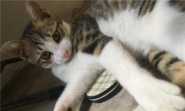 小猫后腿不灵活的疾病诊断与治疗（探讨宠物猫后腿不灵活的原因和治疗方法）
