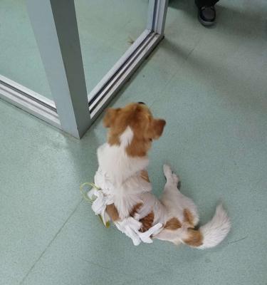 小猫奇迹的故事（家庭宠物因后腿瘫痪）