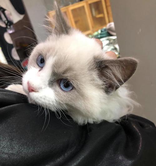 小猫后腿无力发抖，怎么办（宠物猫的常见病症和治疗方式）