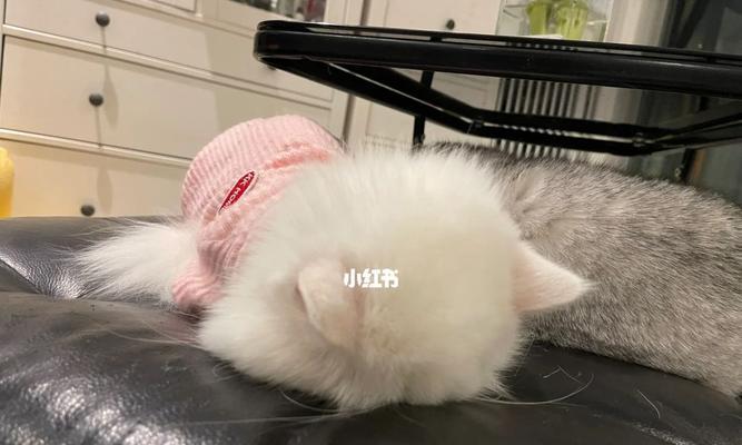 小猫呼吸困难的病因及治疗方法（宠物呼吸道疾病的预防与治疗）