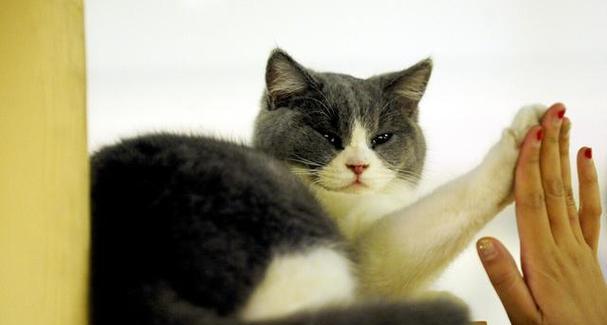 萌宠之小猫的呼噜声（探究小猫呼吸中的奥秘）
