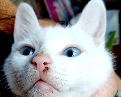 小猫胡子掉落的原因及治疗方法（揭秘小猫胡子掉落的疾病）