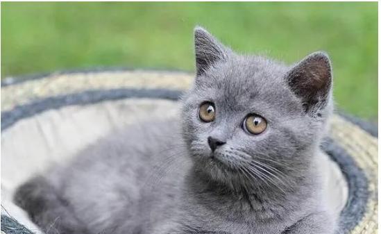 小猫怀孕的表现是什么（了解宠物的身体语言）
