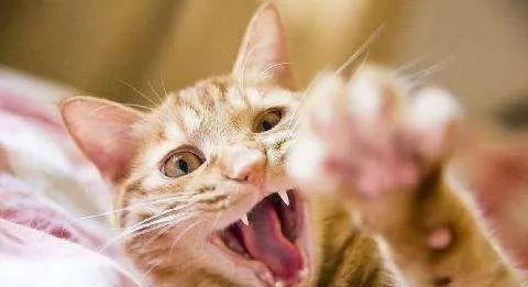 小猫患有狂犬病的症状与治疗方法（宠物主人必读）