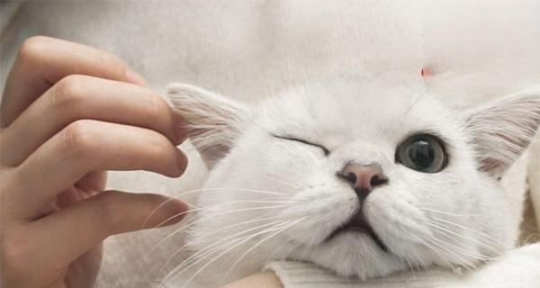 小猫患有狂犬病的症状与治疗方法（宠物主人必读）