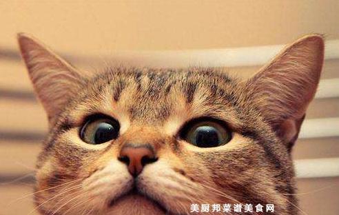 小猫是否容易上火（探究小猫上火的原因及应对方法）