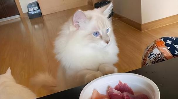 小猫是否容易上火（探究小猫上火的原因及应对方法）