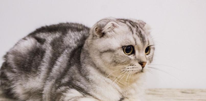小猫为什么会抽搐（探究宠物抽搐的原因及应对方法）