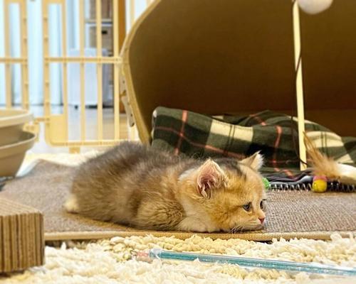 当宠物小猫遇上家具（小猫会破坏家具的原因与应对方法）