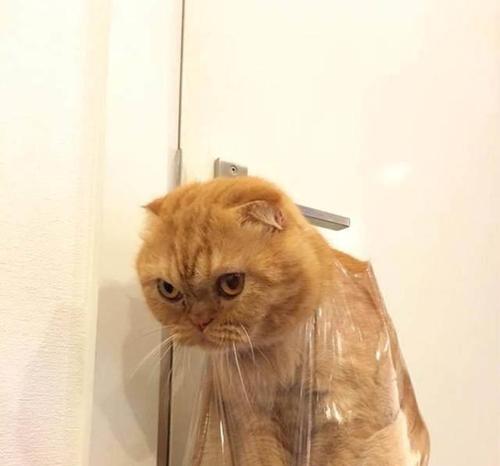 小猫的大小便习惯与养护（宠物家庭必看）