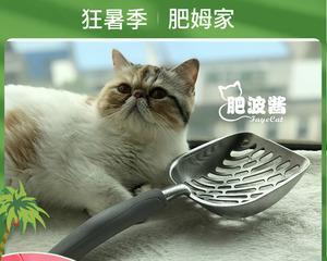 小猫如何学会使用猫砂（宠物猫使用猫砂的技巧与方法）