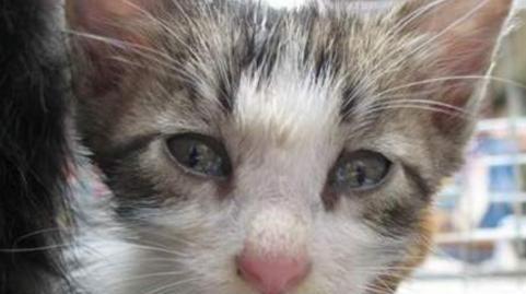 小猫的眼屎问题解决方法（宠物爱护必备）