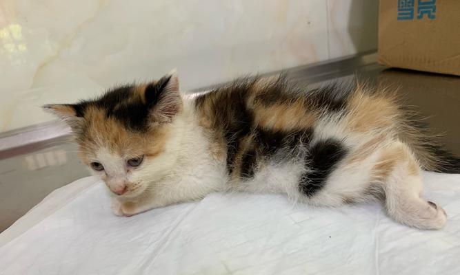 小猫自主排便的方法与技巧（宠物猫如何培养自主排便习惯）