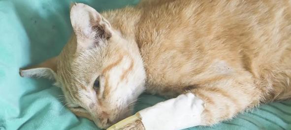 小猫畸形的原因分析（探究宠物小猫畸形的成因及预防方法）