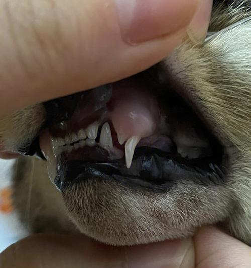 小猫畸形的原因分析（探究宠物小猫畸形的成因及预防方法）