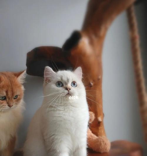 小猫成长的速度之谜（以宠物为主）
