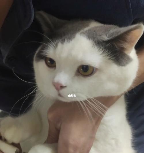 宠物小猫的指甲修剪技巧（如何帮助小猫轻松愉快地修剪指甲）